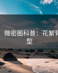 【紧急】微密圈科普：花絮背后3种类型